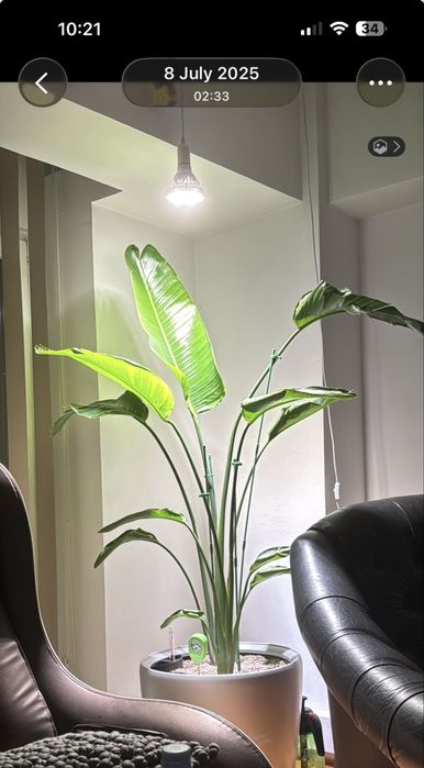 Planta de 2.5 metrii Strelitzia Nicolai Bird of Paradise