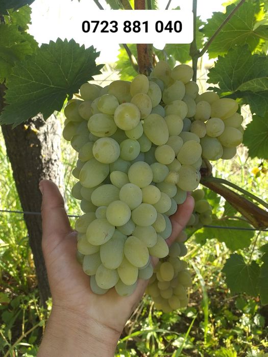 Butasi vita de vie altoita anul 2 și anul 3