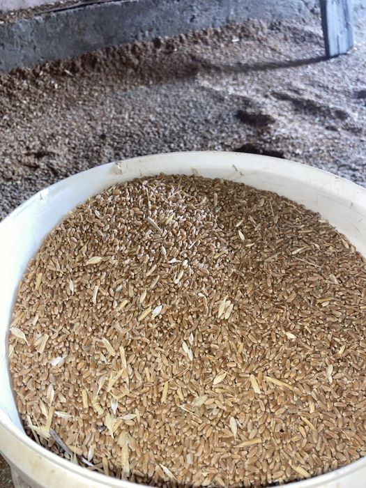 Таза Бидай!