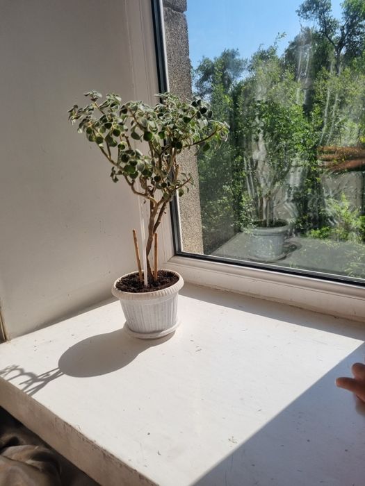 Продаю молочай и дерево любви