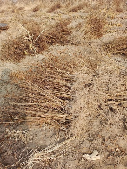 Anor koʻchat, Анор кочат