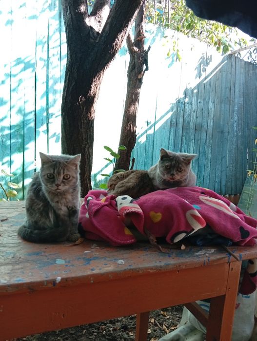 Отдам шотландских котят