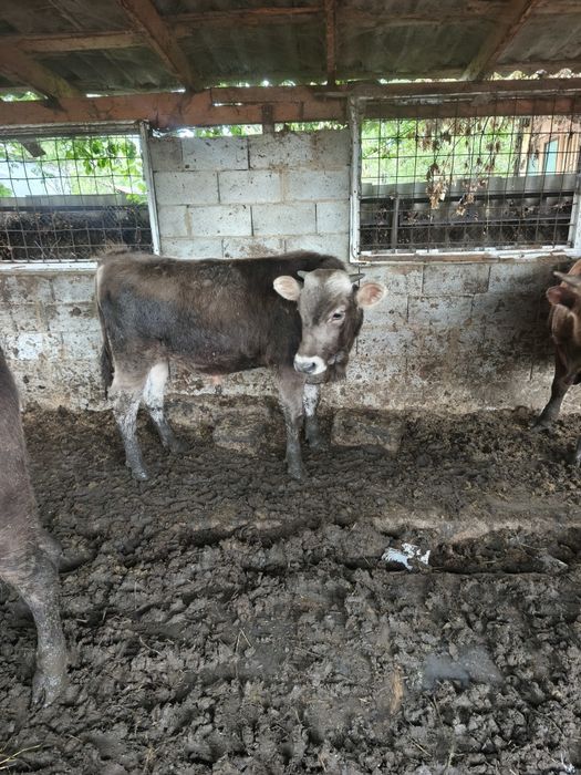 Бычки породы Алатау