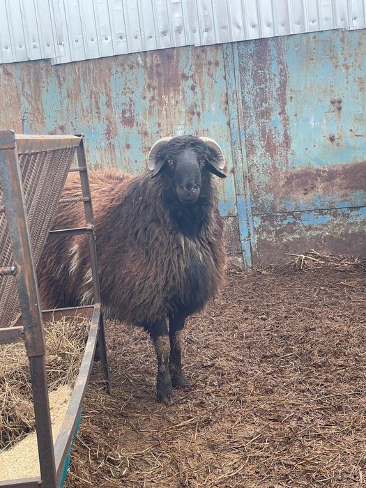 Продам кошкара на племя