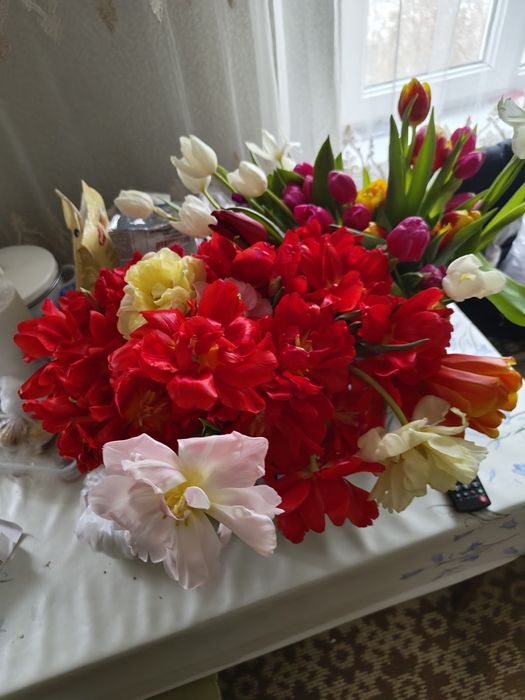 Продам тюльпаны 200 шт