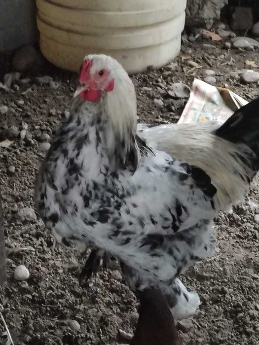 Петухи  красивые Брама