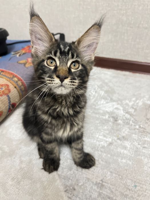 Котята Мэйн Куны