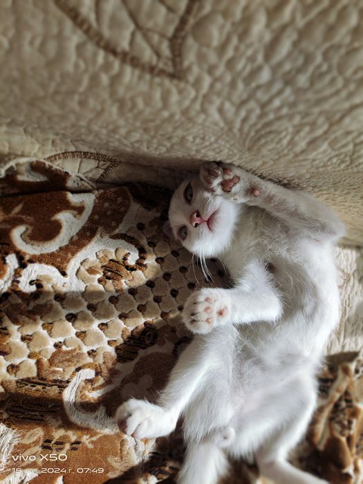 Отдам котят 4 месячных