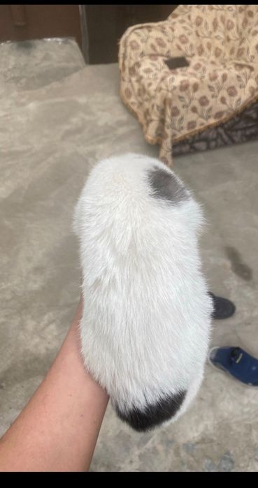 Кошка пародистаеа