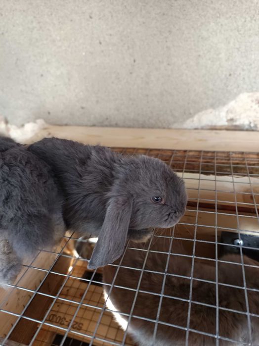 Зайци за разплод