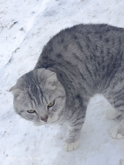 Кошка в добрые руки