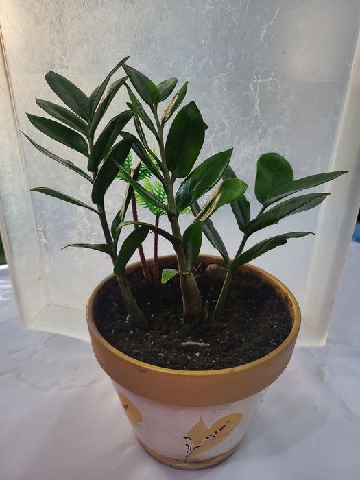 Доллоровое дерево - замиакулькас . ,