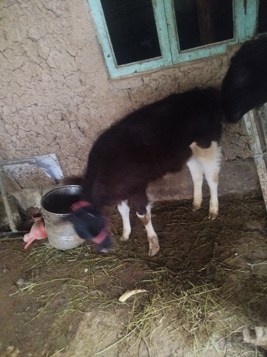 Sotiladi Toshkent nazarbeda buqacha 3 oyli atrorida