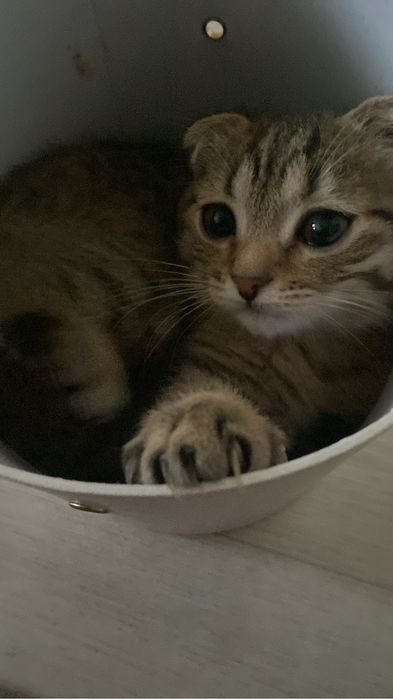 Продается котенок шотландский вислоухий