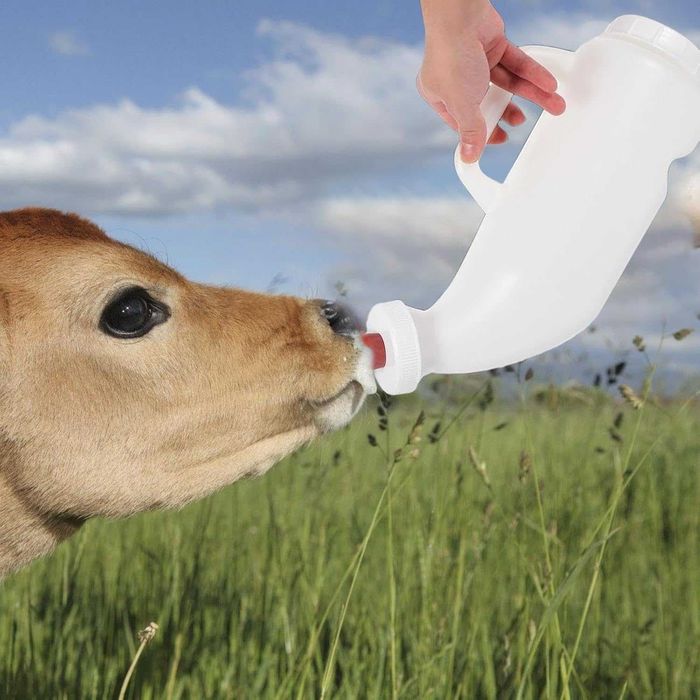 Recipient pentru lapte la vitei cu biberon. 1L sau 2L Noi!