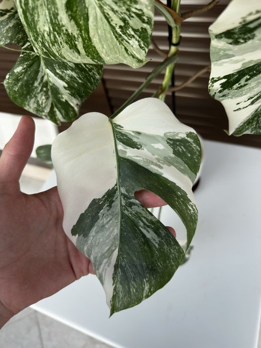 Monstera Albo Variegata (Монстера Албо Вариегата)