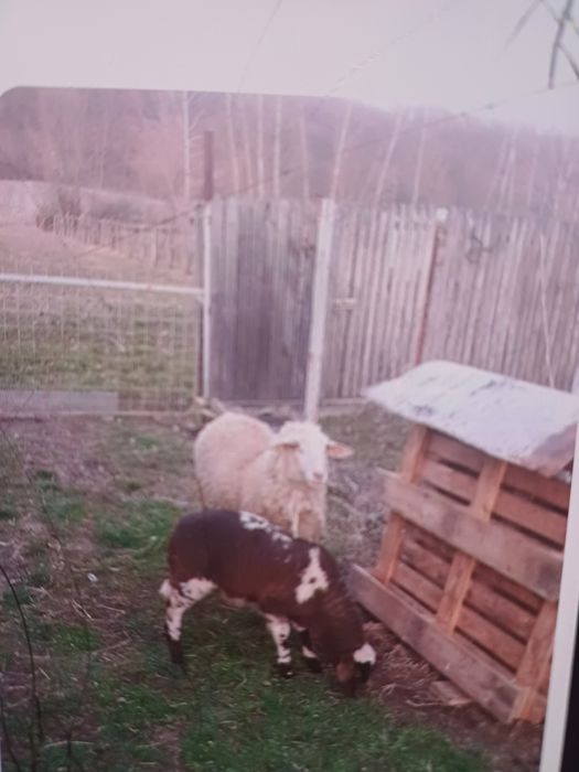 Vând oaie cu mielut