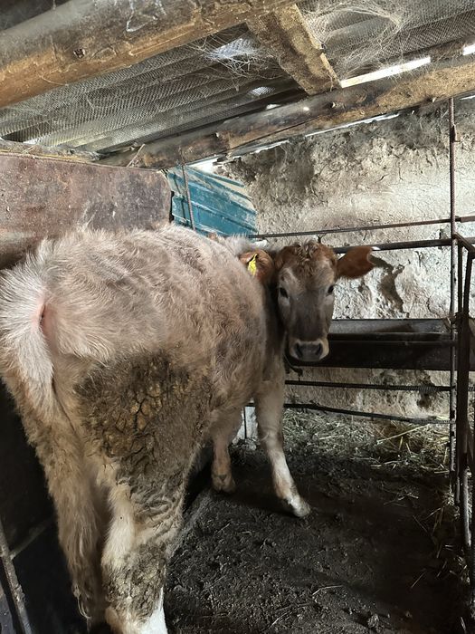 Корова Скота Быки