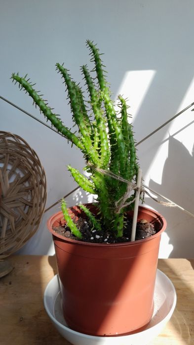 Монстера Адансона