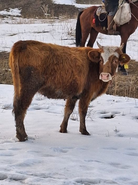 Коровы ( сиыр) продам