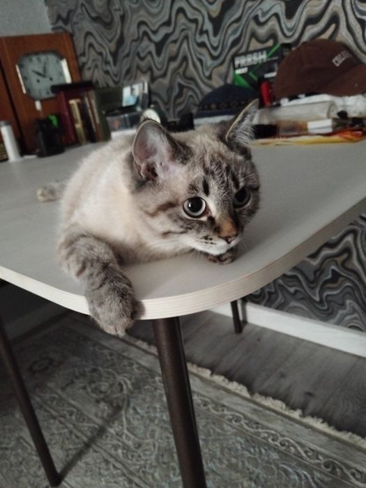 Отдам в добрые руки кошку