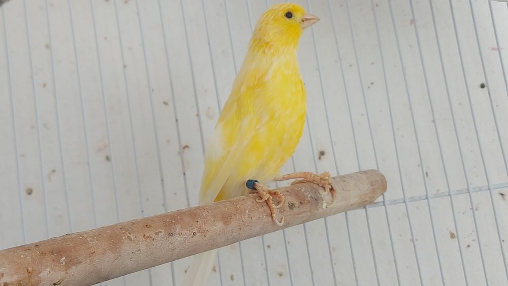 Papagali perusi tineret si pereche canari