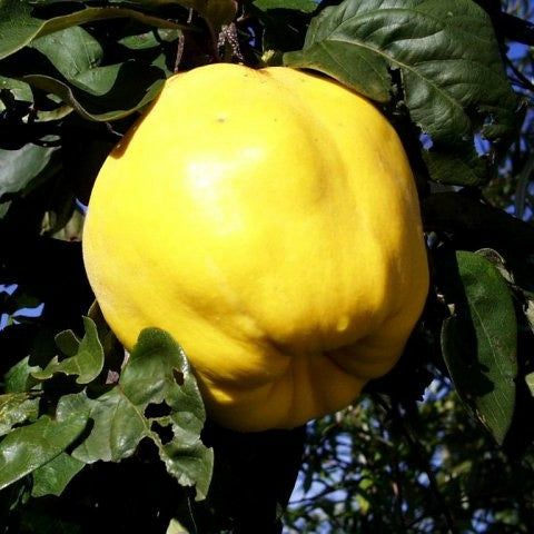 Pom Fructiferi  deosebiti gutui galata