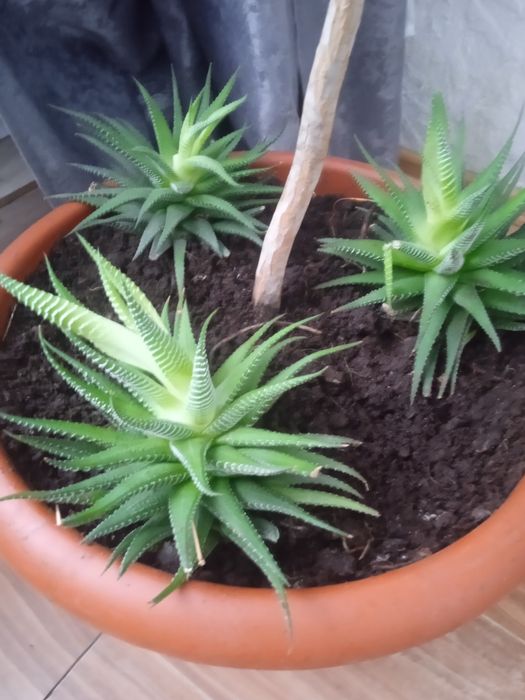 Хавортия полосатая