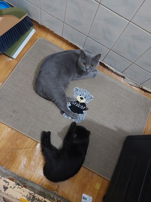 Котята продаются остались только чёрного цвета,  10 y.e