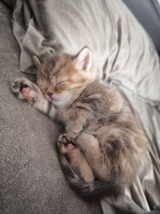 Продам котенка девочка