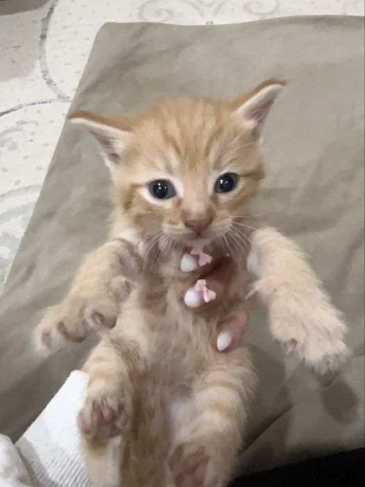 котята продаются!