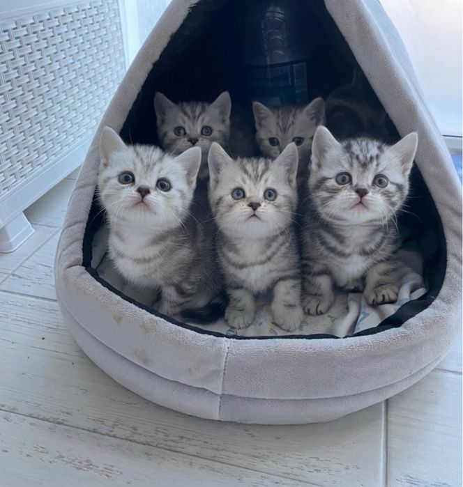 Продаются шоталндские котята