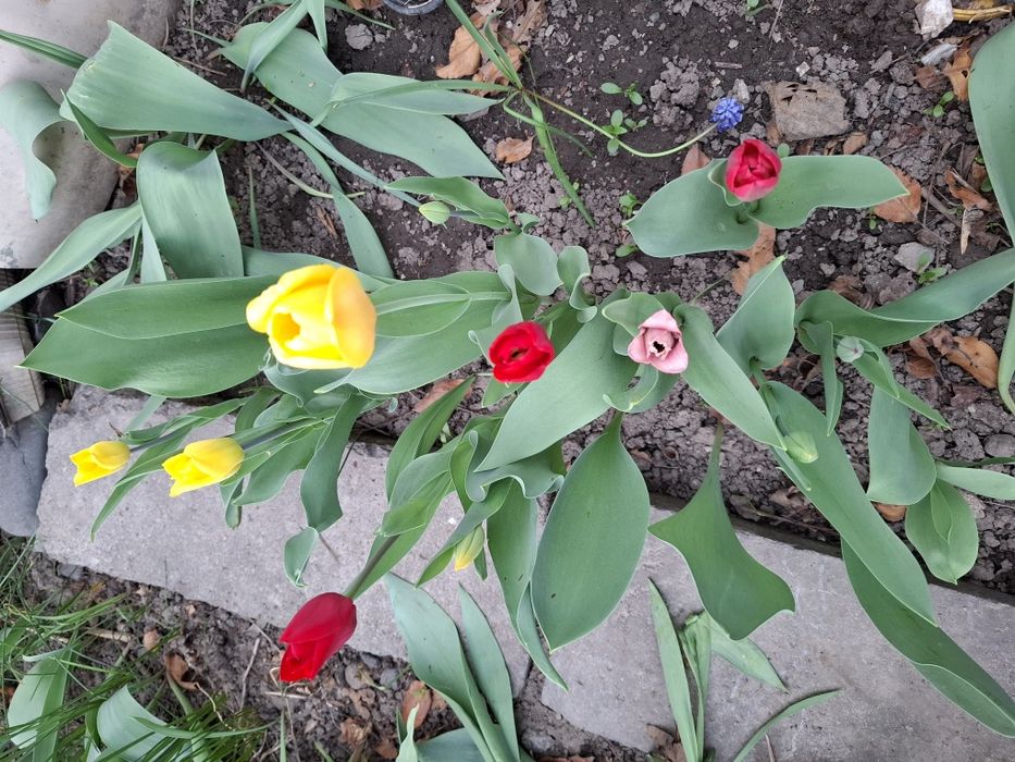 Тюльпаны - луковицы