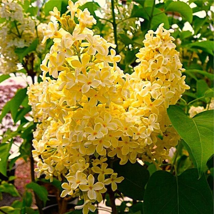 Жълт Люляк ("Primrose")