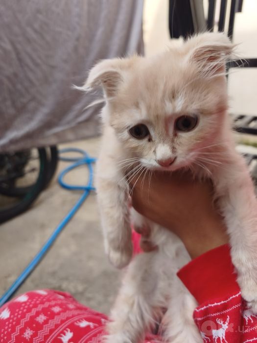 Мушук котёнок продается