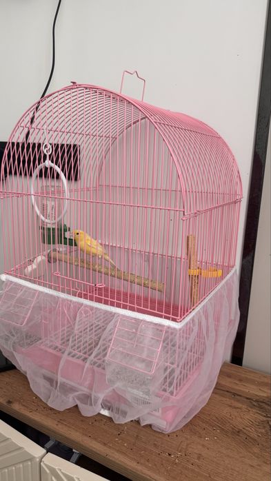 Канарейка, самка