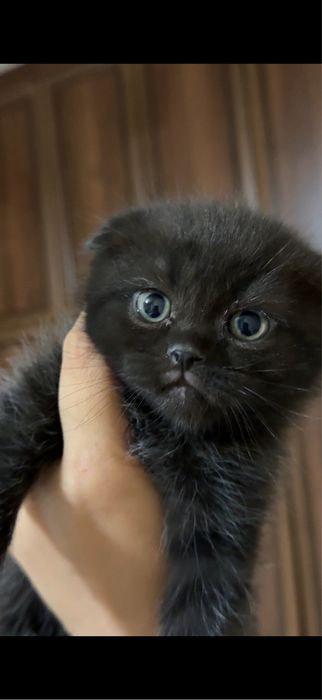 Mushuklar Scottish fold va Scottish strayt