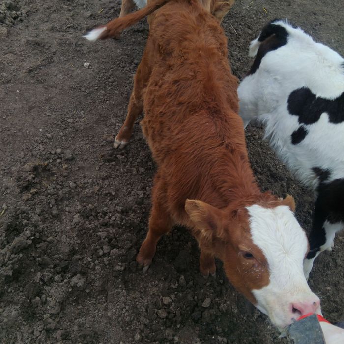 Месодайни мъжки телета