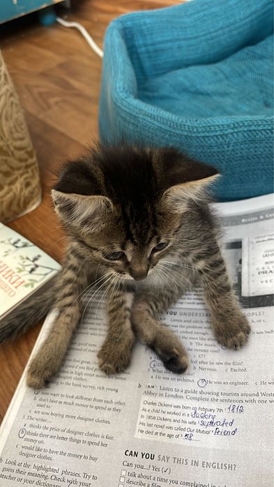 Бесплатно котят (девочка)