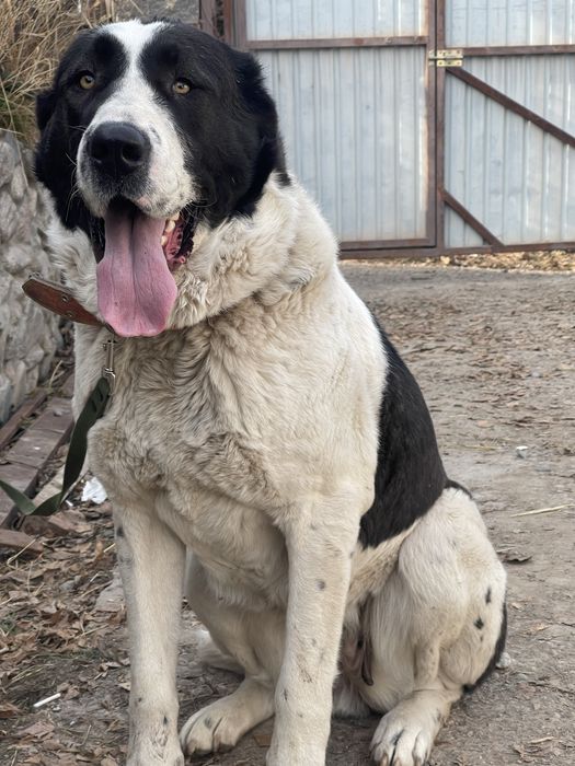 Продам белую медведицу алабайка