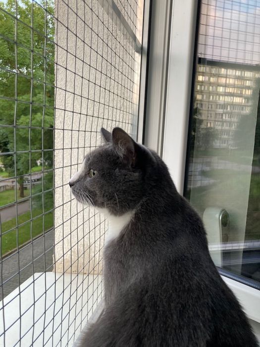 Защита для кошек