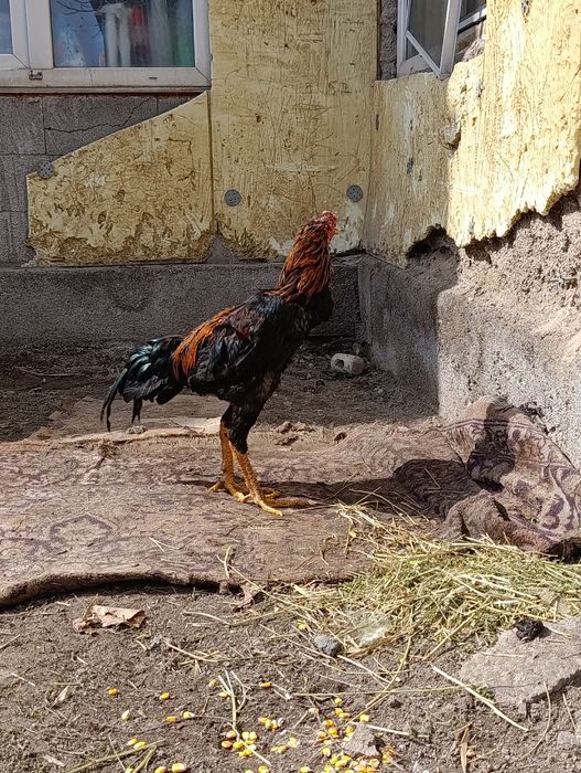 Продам петуха майский