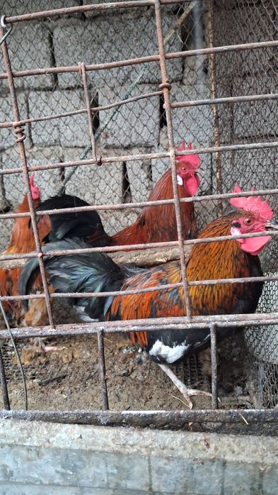 Xõroz Damashni Sotiladi