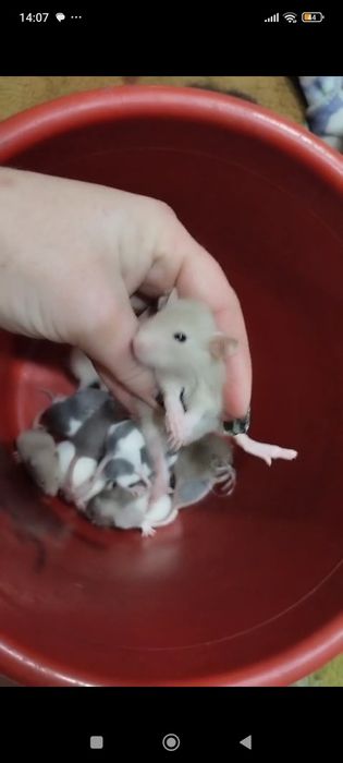 Продам месячных крысят