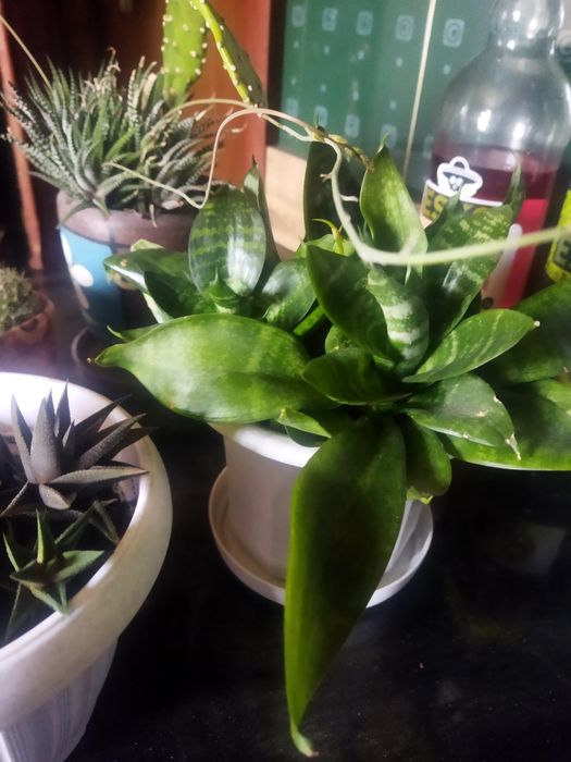 Продам  суккуленты разные