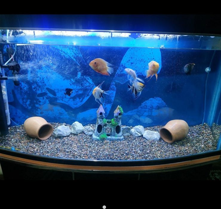 АКВАРИУМ СОТИЛАДИ. Продаётся Аквариум