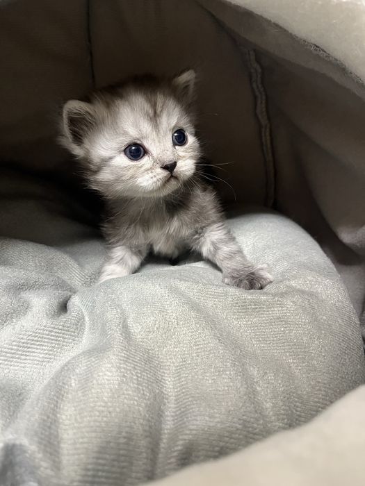 Scottish Fold және Straight котяттар