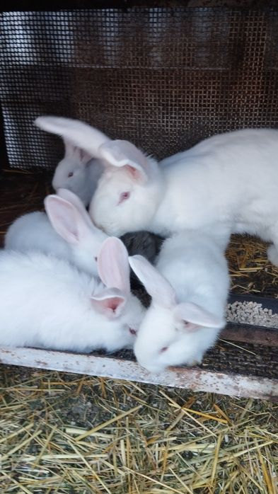 Продаются крольчата
