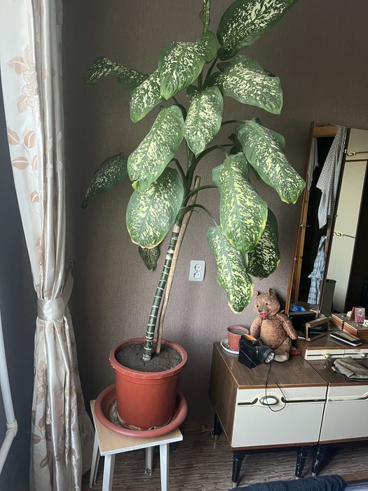 Диффенбахия каждая 10.000