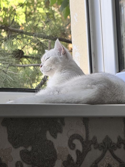 Продаётся серебристый шиншилла